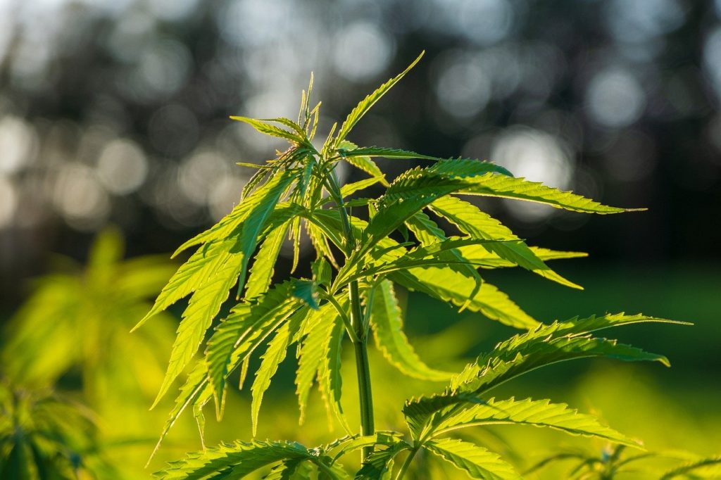 Weed Seeds ACT (Australian Capital Territory) Marijuana Seeds Australia