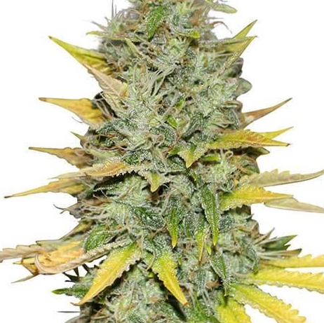 seeds leaf gold marijuana cannabis strain usa feminized strains review ilgm indica seed grow australia bergmans cannafo mainly cnbs outdoor