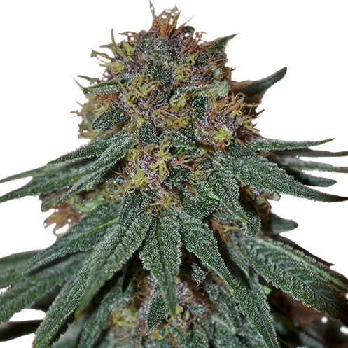 Purple Haze - Marijuana Seeds Australia