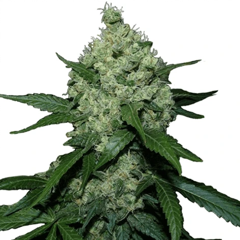 Super Skunk - Marijuana Seeds Australia