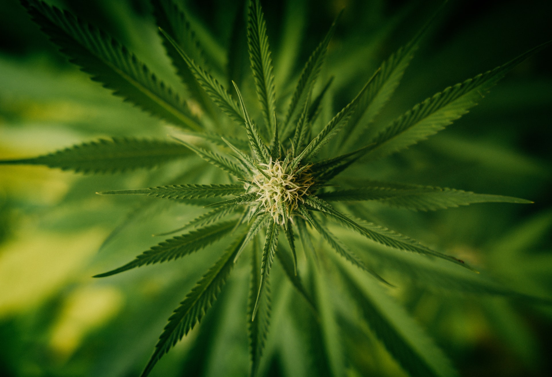 Strain Types Marijuana Seeds Australia