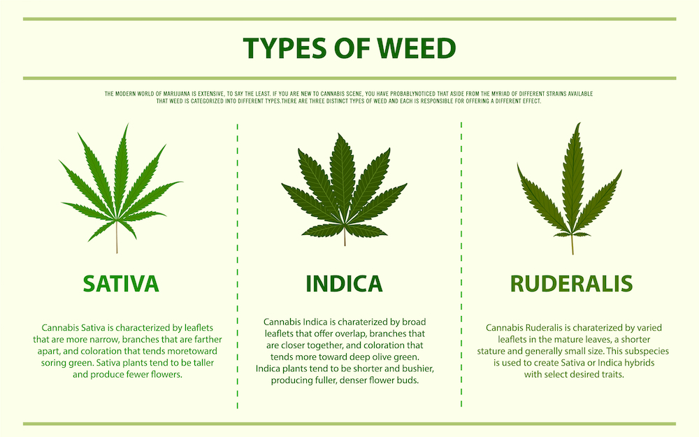 The 3 different types of weed