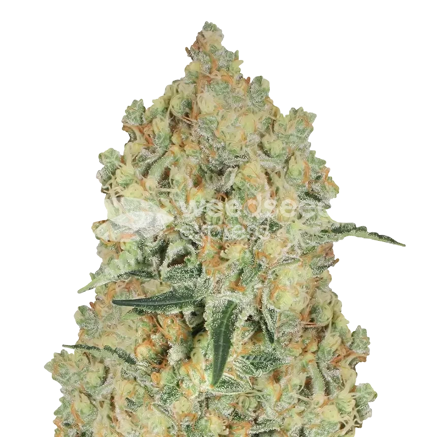 Alien OG - Marijuana Seeds Australia