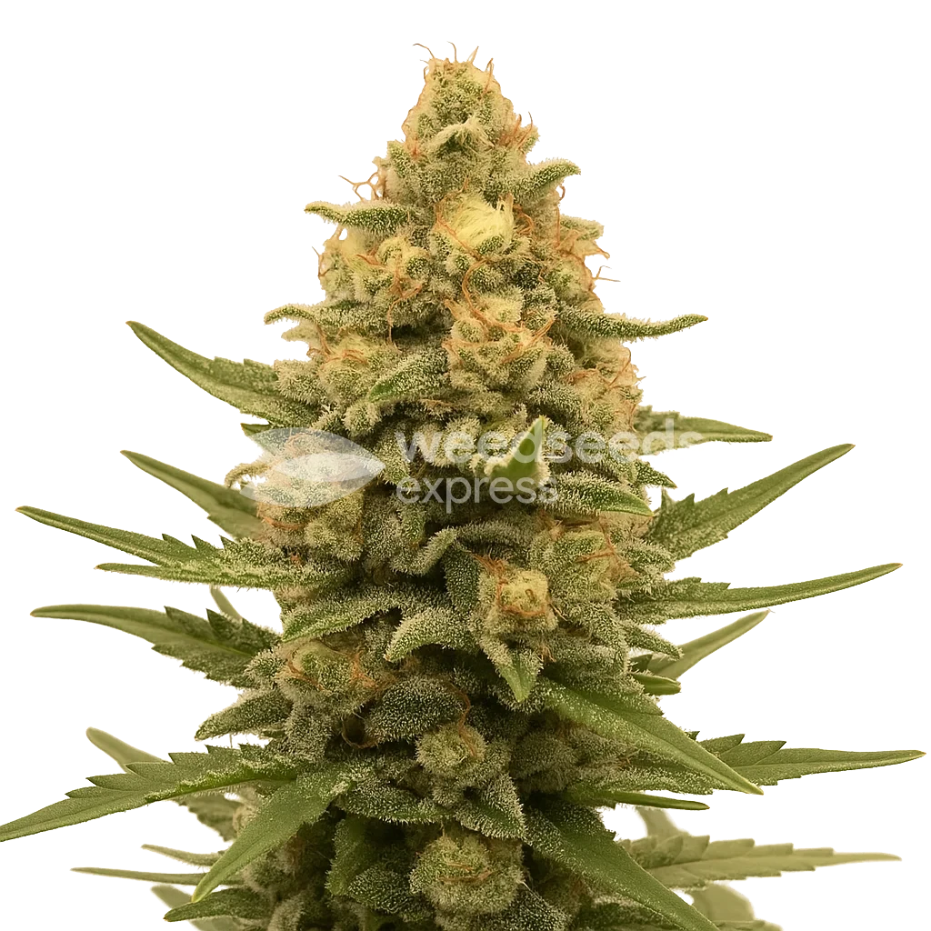 Lemon Auto - Marijuana Seeds Australia
