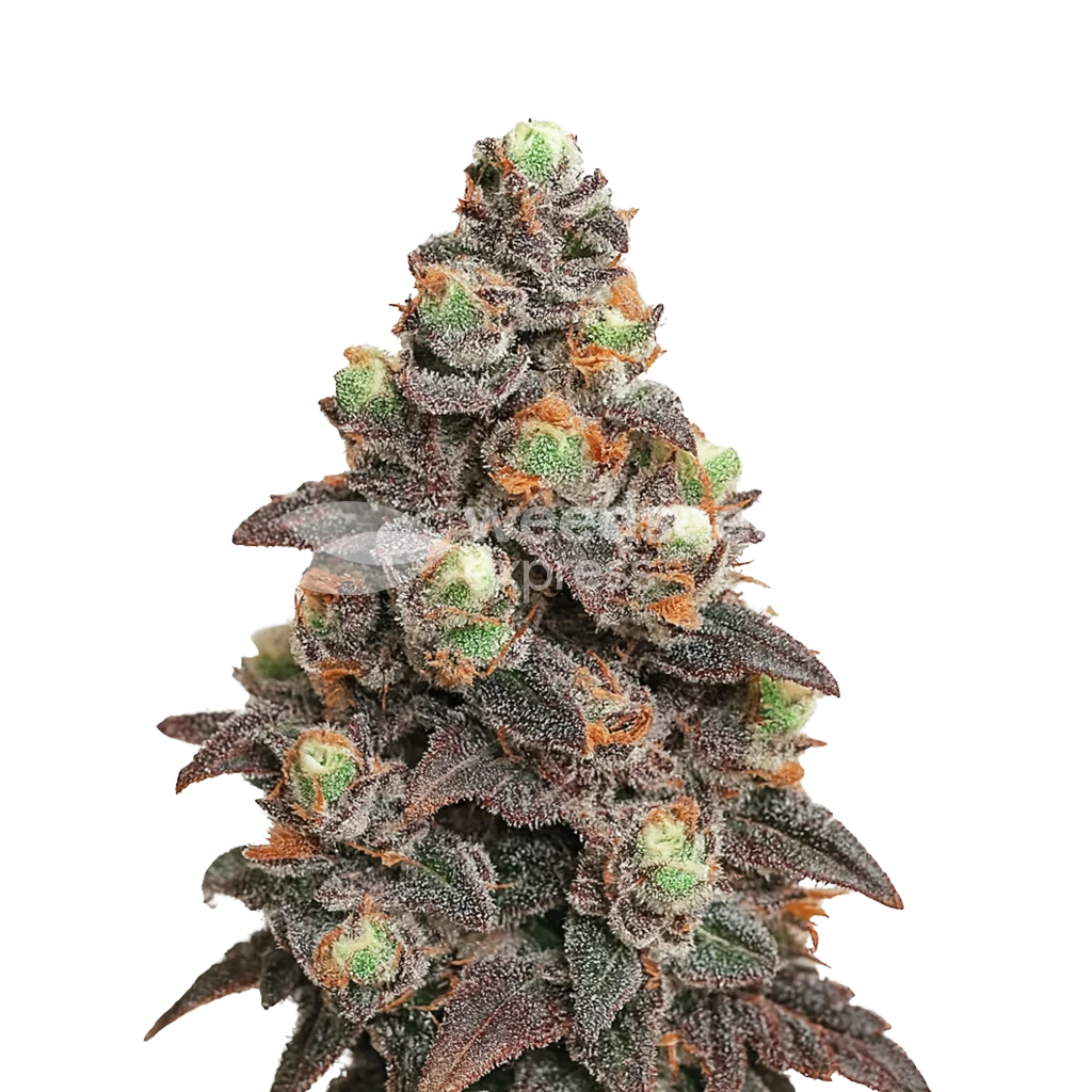 Pink Rozay Auto - Marijuana Seeds Australia