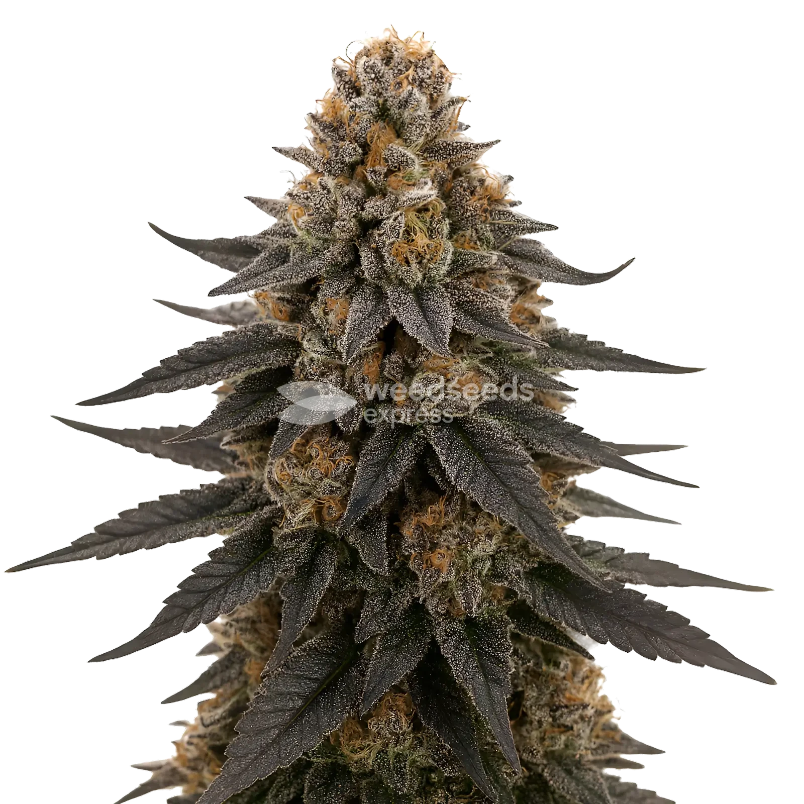 White Runtz - Marijuana Seeds Australia